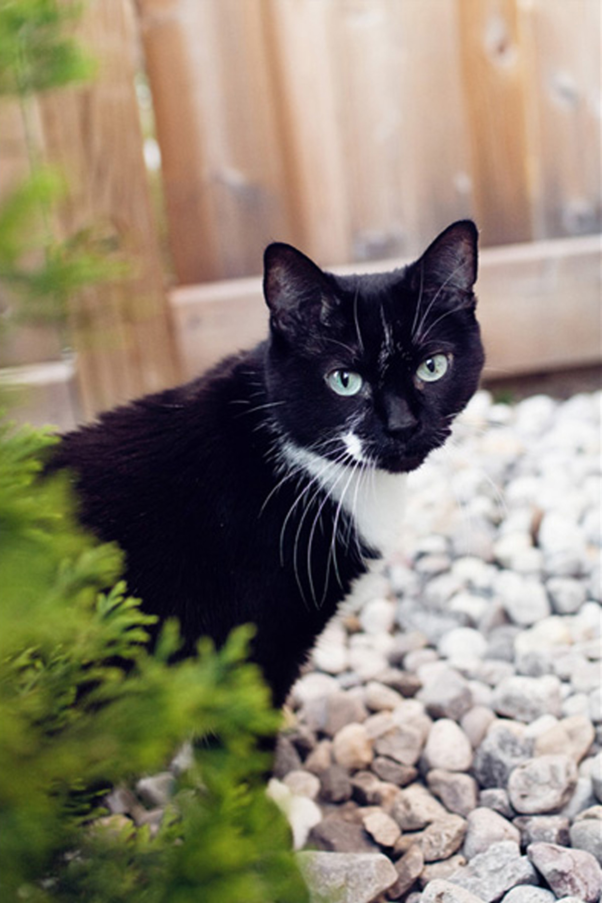 black and white tuxedo cat in backyard