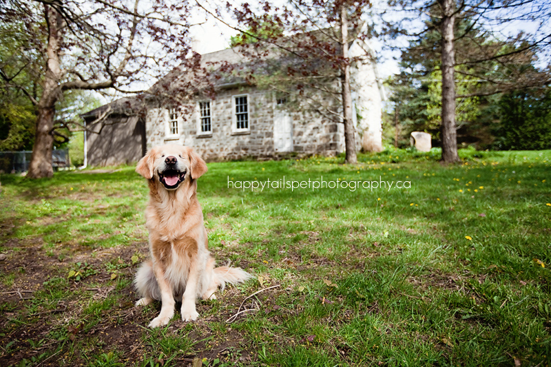 Blind golden retriever iwith smile in Burlington Ontario park.