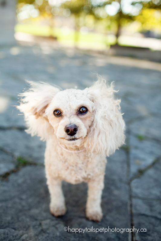 Urban pet photography session in Uptown Waterloo with cockapoo dog.