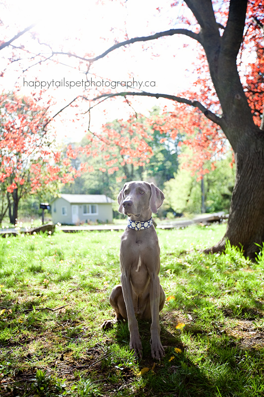 Weimaraner under a budding maple tree during spring in Lowville park.