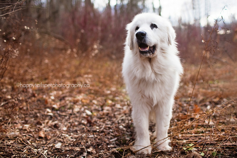 rescued great pyrenees gets a new life | burlington ontario pet photographer