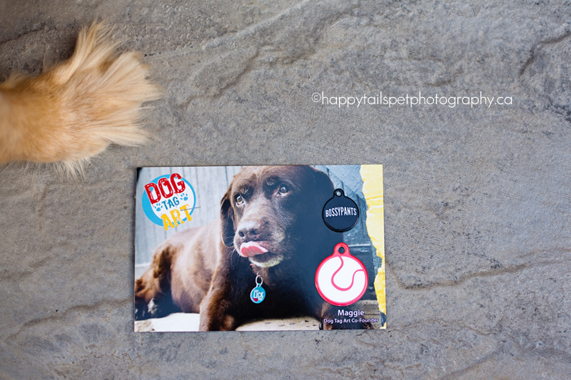 Dog tag art giveaway | ontario pet photographer