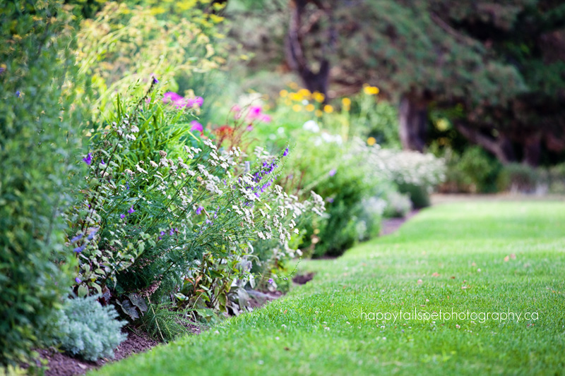 colourful garden by the lake | burlington pet photographer