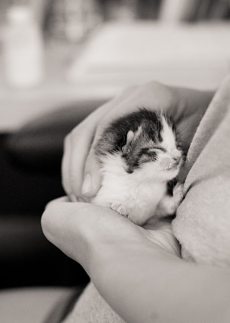 the good work of local shelters | volunteer pet photographer