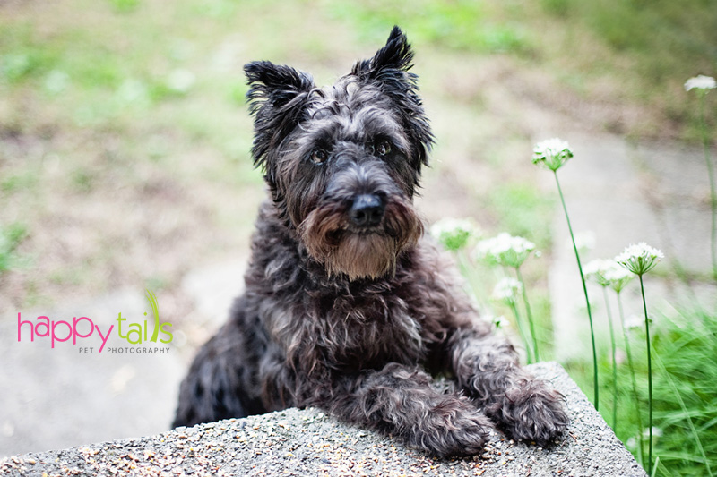 cairn terrier in a beautiful burlington backyard | burlington, ontario, pet photographer