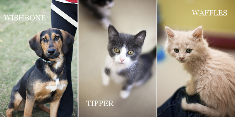 adoptables at burlington humane society | volunteer pet photographer