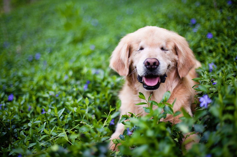 Blind golden retriever dog lays in purple and green vinca during a spring pet photography session in Burlington.