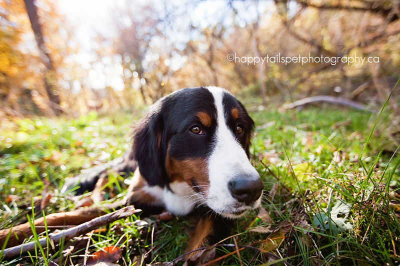 bernese mountain dog chews on stick in Burlington, Ontario park.