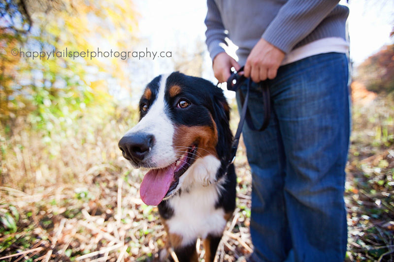 pet photography with wide angle lens by Happy Tails Pet Photography, Milton.