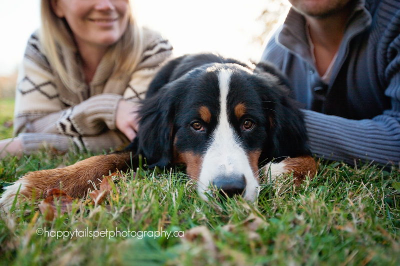 cute bernese mountain dog with sad eyes.