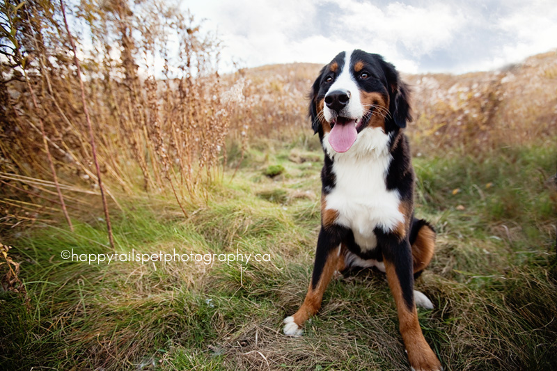 bernese mountain dog lifestyle outdoor pet portrait in Burlington.