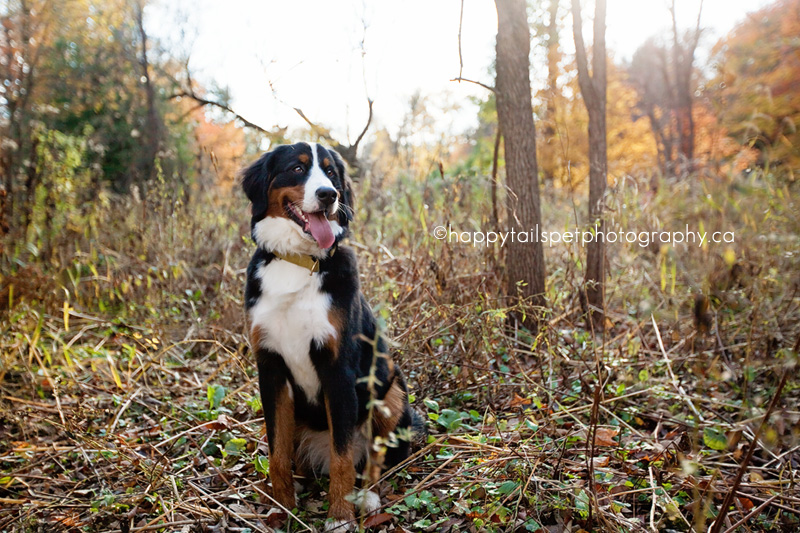 Dog portrait in the hazy light by Ontario lifestyle pet photographer.