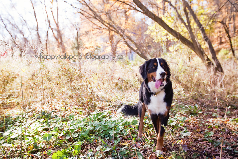 bernese mountain dog on a trail in Burlington, Ontario. 