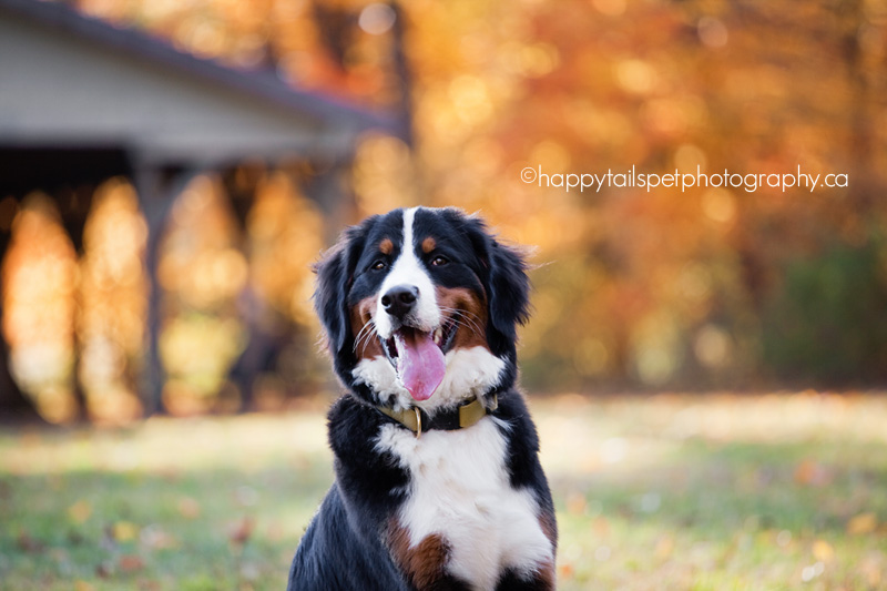 bernese mountain dog against fall colours for southern ontario pet photography session.