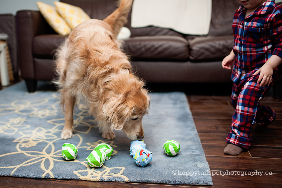 dog with wrapped tennis balls at christmas