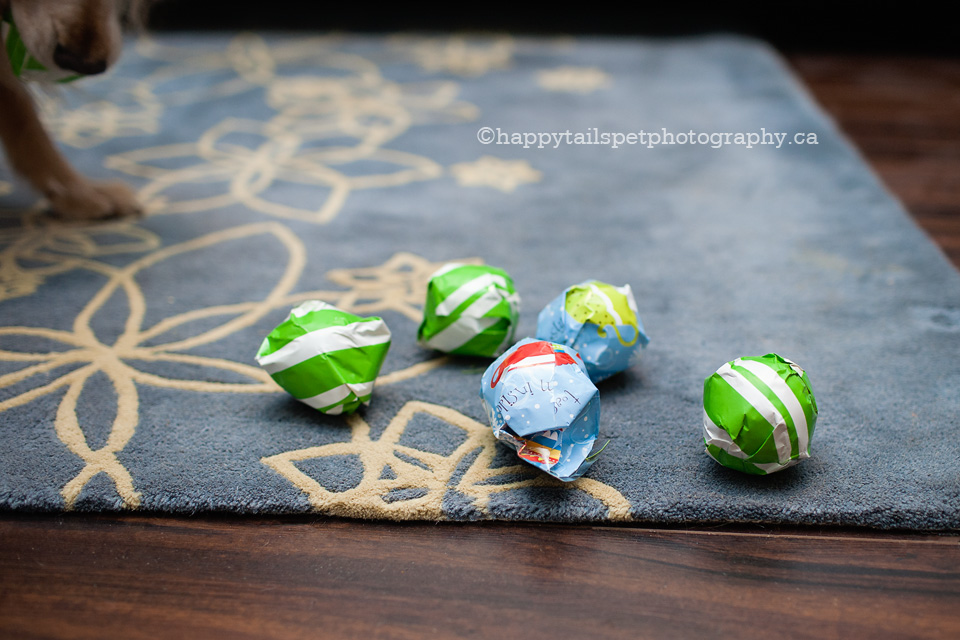 Wrapped tennis balls for family pet at Christmas.