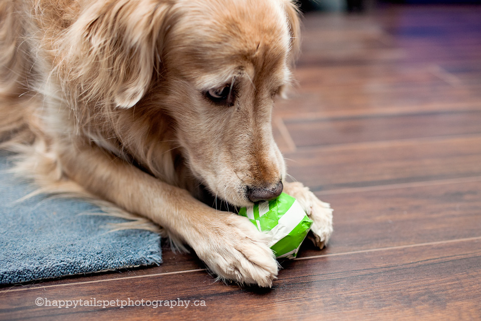 Golden retriever unwrapping a gift in Milton, Ontario.