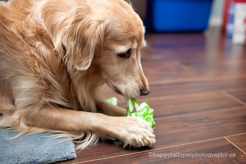 Ontario pet photographer at home with golden retriever.