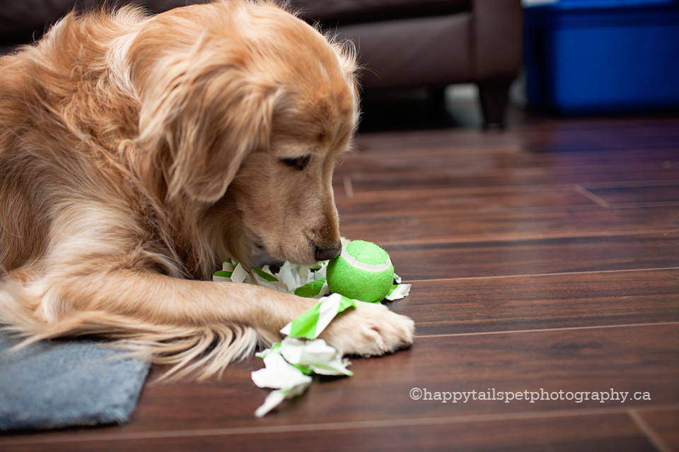 Golden retriever with unwrapped gift in Milton, Ontario