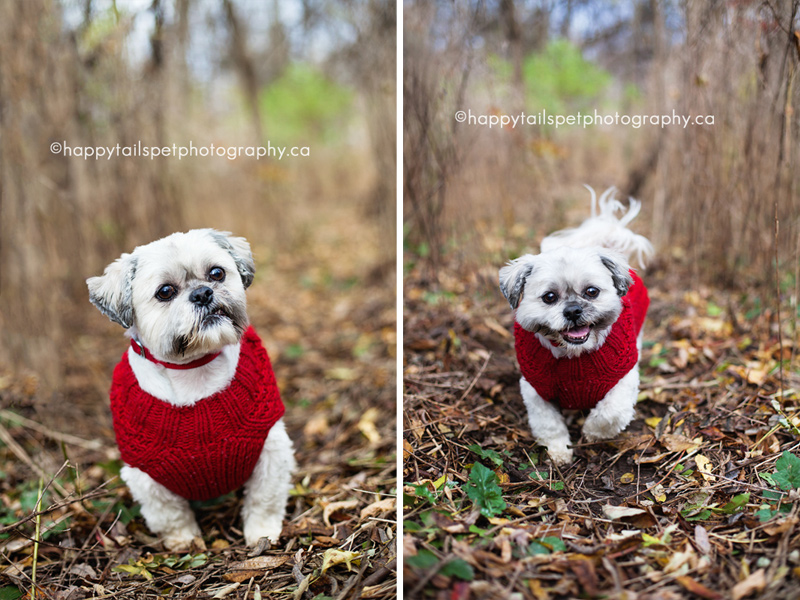 Worry and happy expressions of a shih tzu dog.