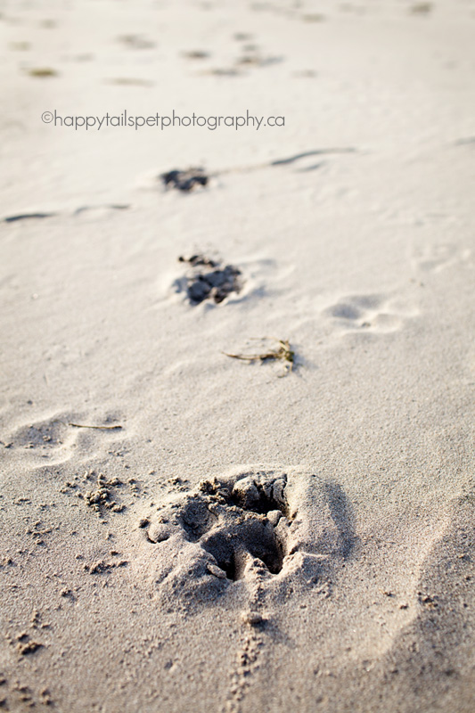 paw prints in the sand | burlington pet photography