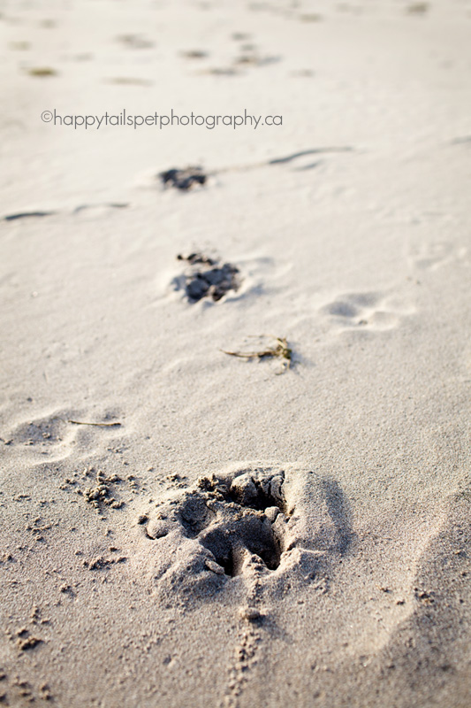 Paw prints in the sand during a pet photography session at Lake Ontario beach in Burlington.