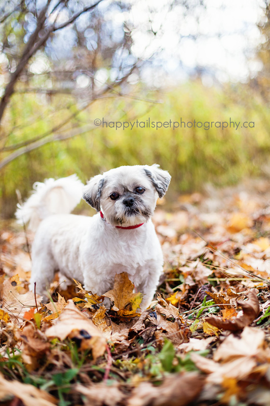 Shih tzu dog in Ontario park.