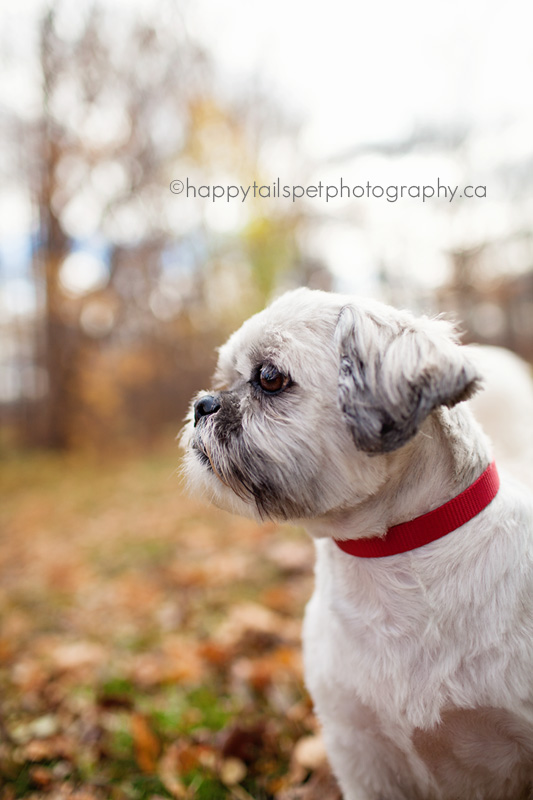 Profile of a shih tzu.