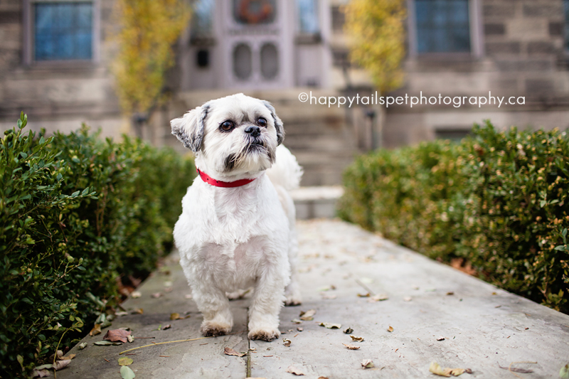 Milton Mill Pond Park pet photography