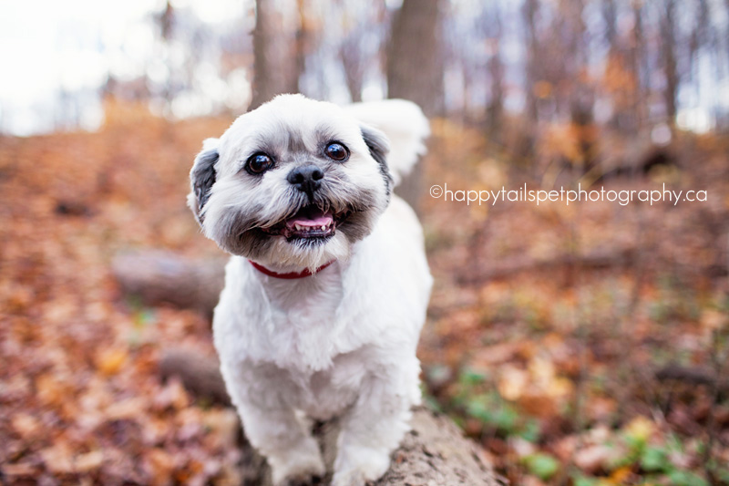 Dog at Mill Pond Park in Milton, Ontario.