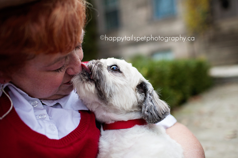 Shih tzu dog kisses owner and shows love.