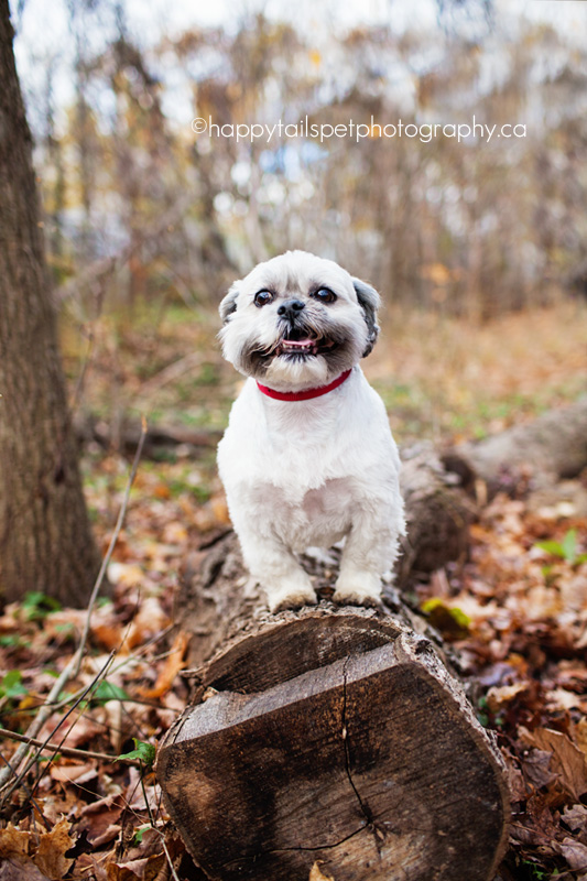 Dog on a log in Mill Pond Park, Milton.