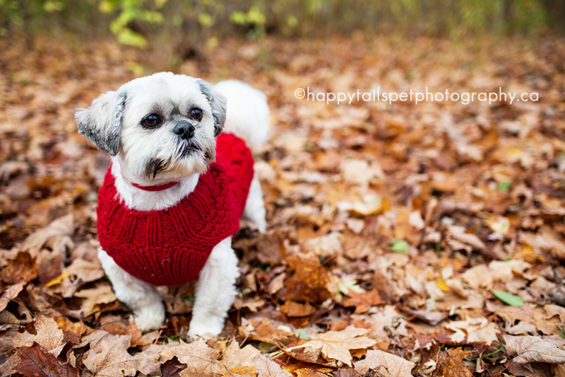 Shih tzu in a sweater in the fall leaves.