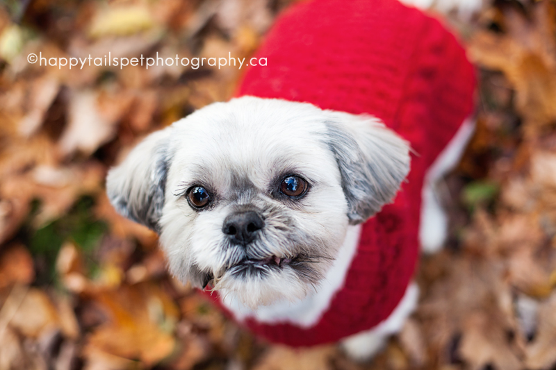 Dog portrait by Ontario pet photographer