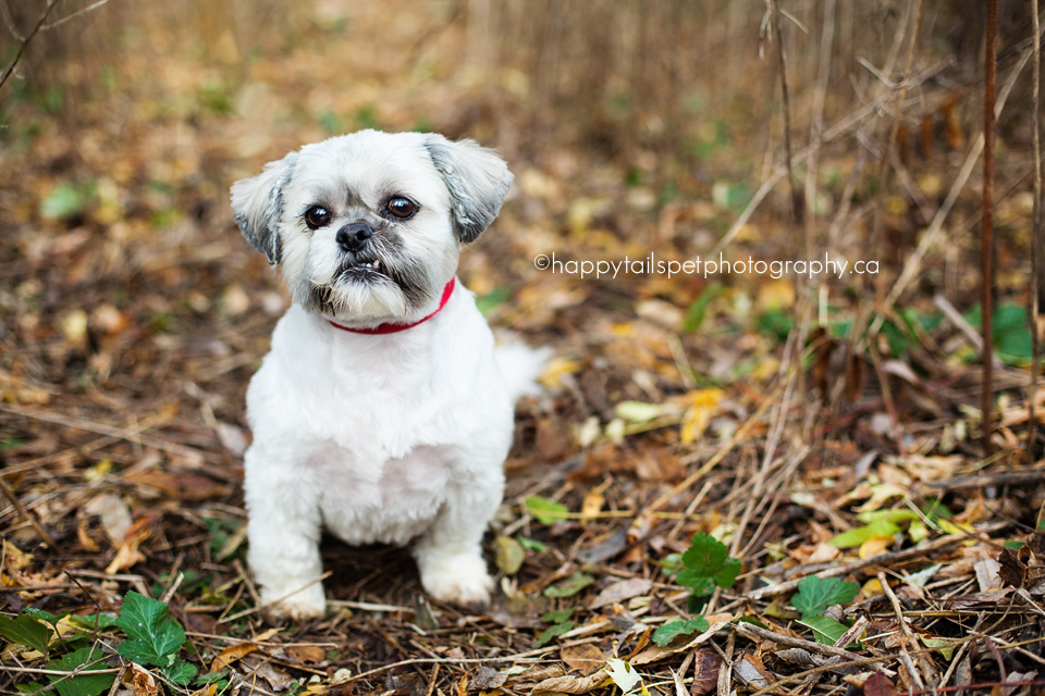 Milton, Ontario pet photographer.