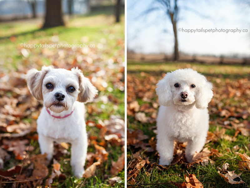 Rural Georgetown dog portraits.