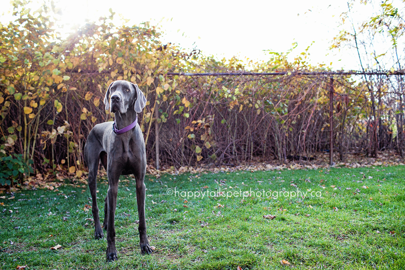 Weimaraner dog and backlight in Burlington, Ontario.