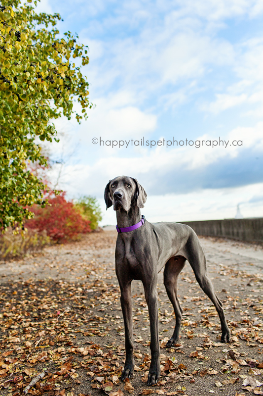 Weimaraner pet portrait on Burlington pier.