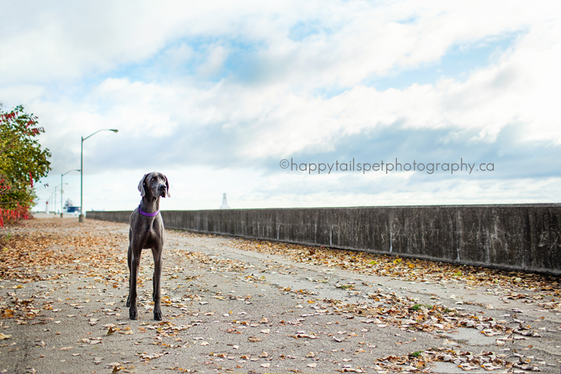 Dog on pier with dramatic sky.