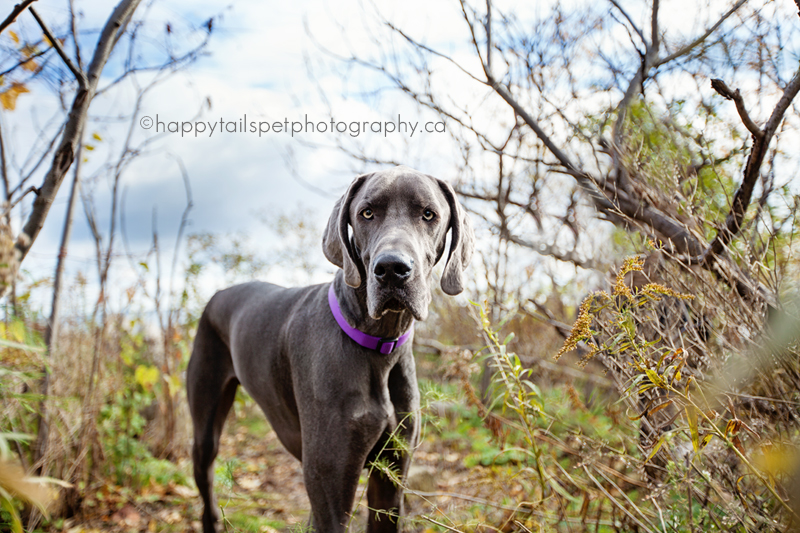 Pet portrait of a grey dog at Burlington Beach.