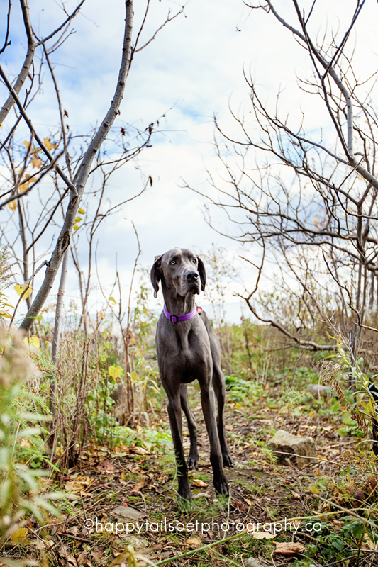 Goat the dog in beach foliage.