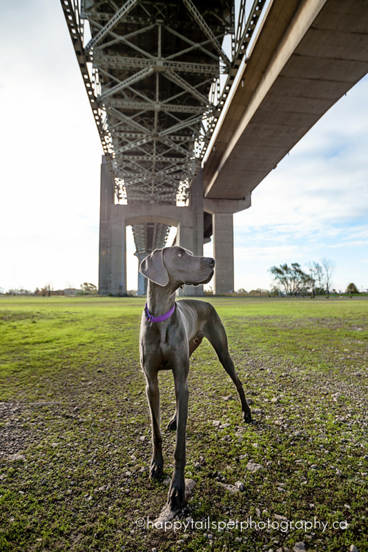 Dog under Burlington Ontario Skyway bridge