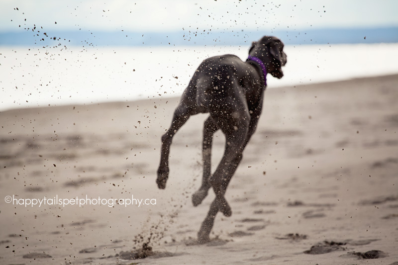 Dog sprays sand running on Burlington Beach.