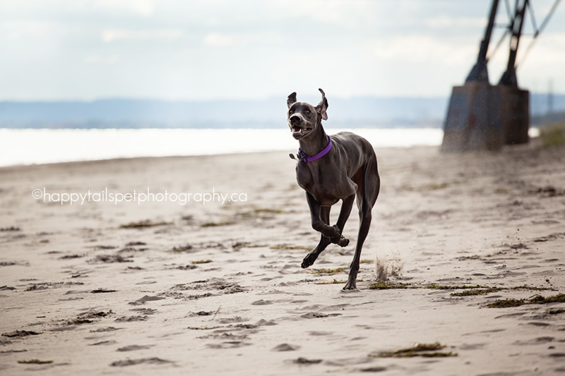 Running dog on a beach.