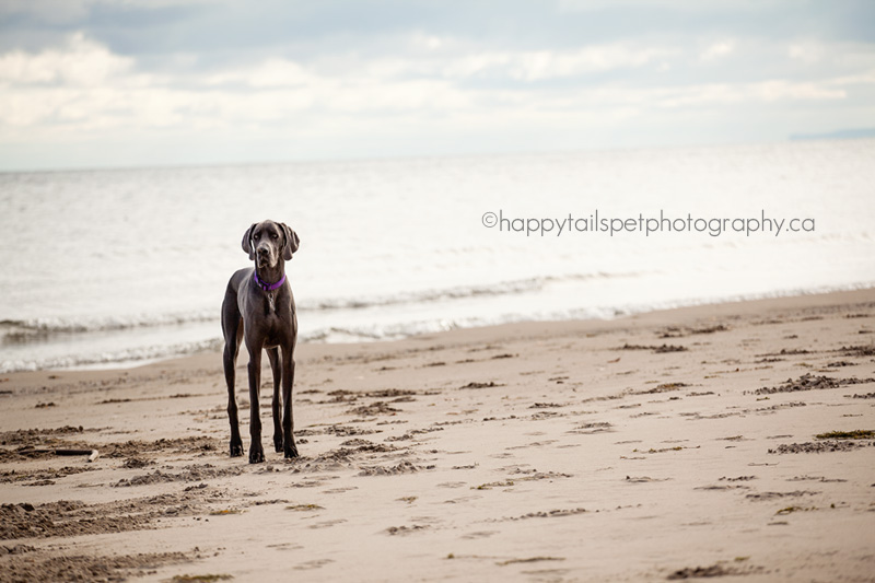 Ontario dog photography at Burlington Beach.