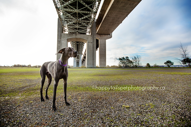 Burlington Skyway pet photography session: Ontario pet photographer