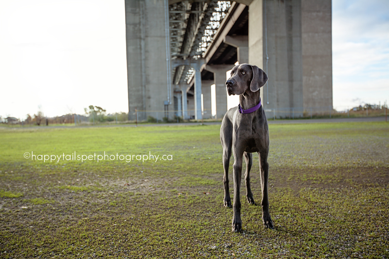 Weimaraner under dramatic bridge in Burlington Ontario.