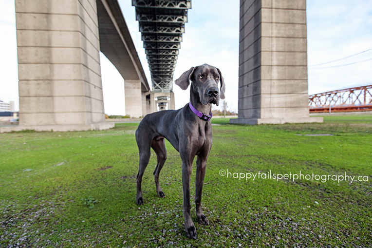 Dog photography under the Burlington Skyway Bridge.