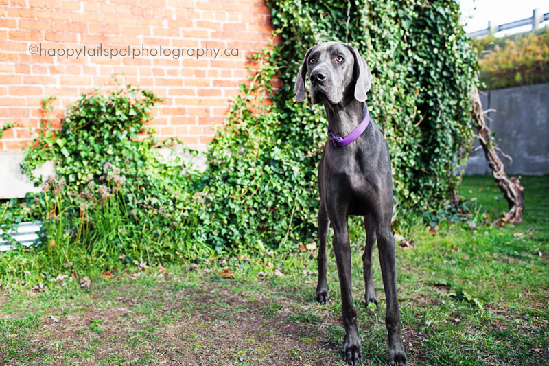 Dog and brick wall in Ontario.