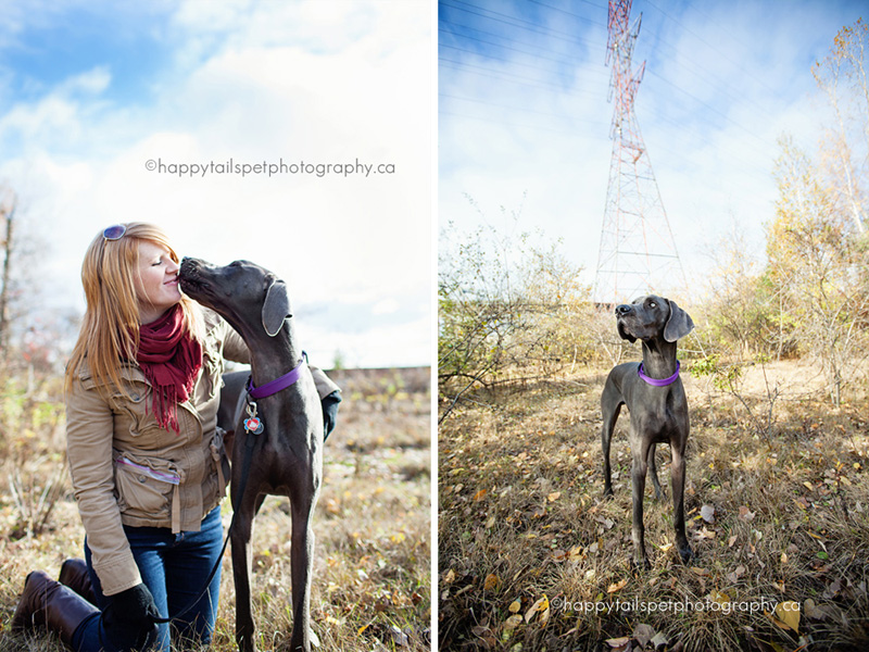 Dog diptych by Happy Tails Pet Photography